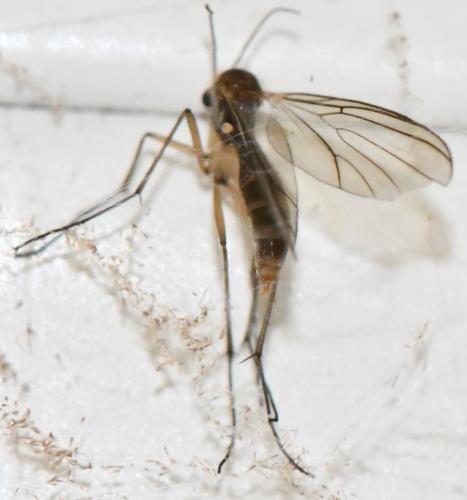 Coelosia sp.